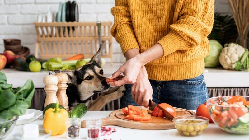 Optimale Ernährung für junge Hunde: Vom Nahrungsbedarf bis zur richtigen Futterwahl