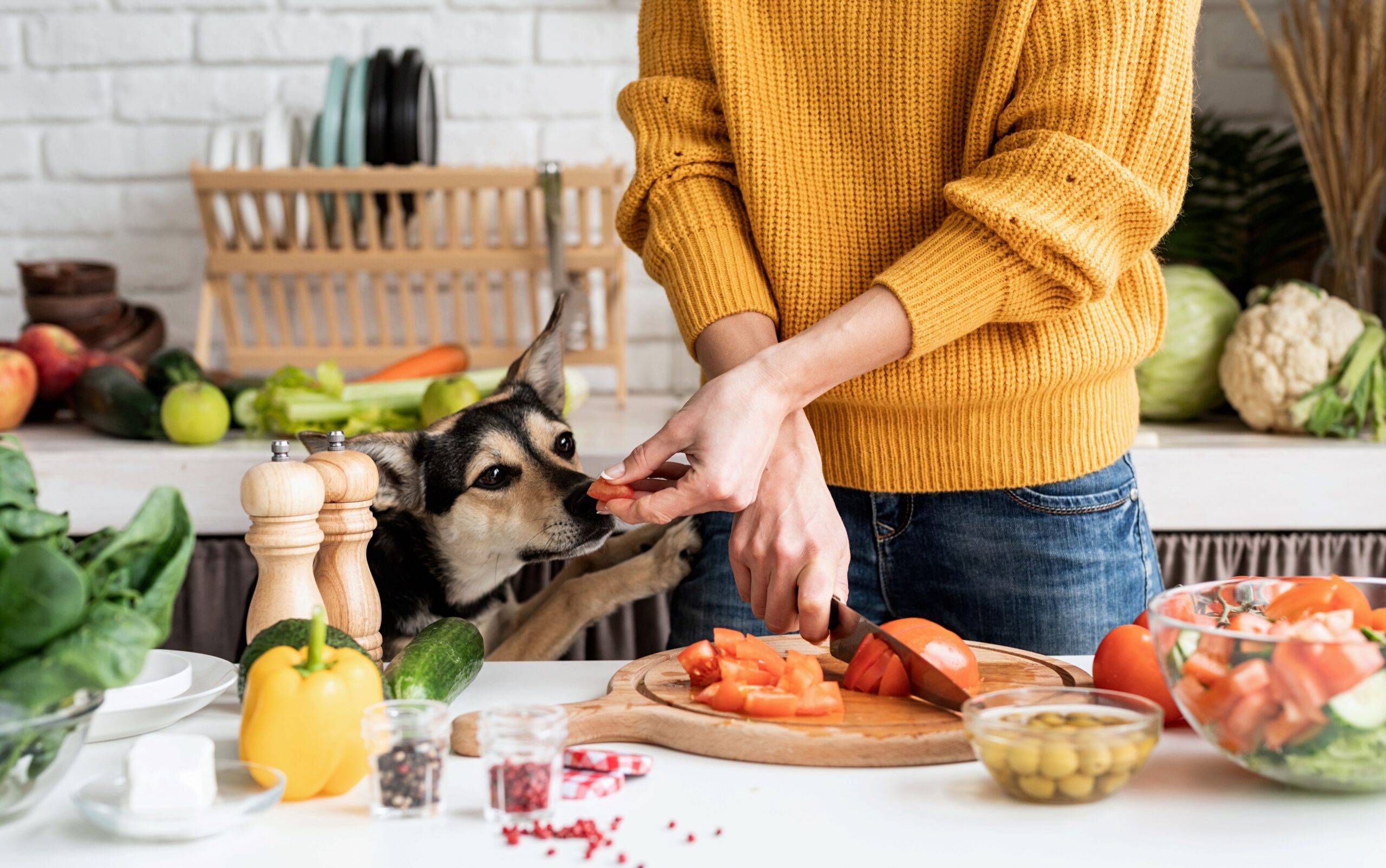 Optimale Ernährung für junge Hunde: Vom Nahrungsbedarf bis zur richtigen Futterwahl