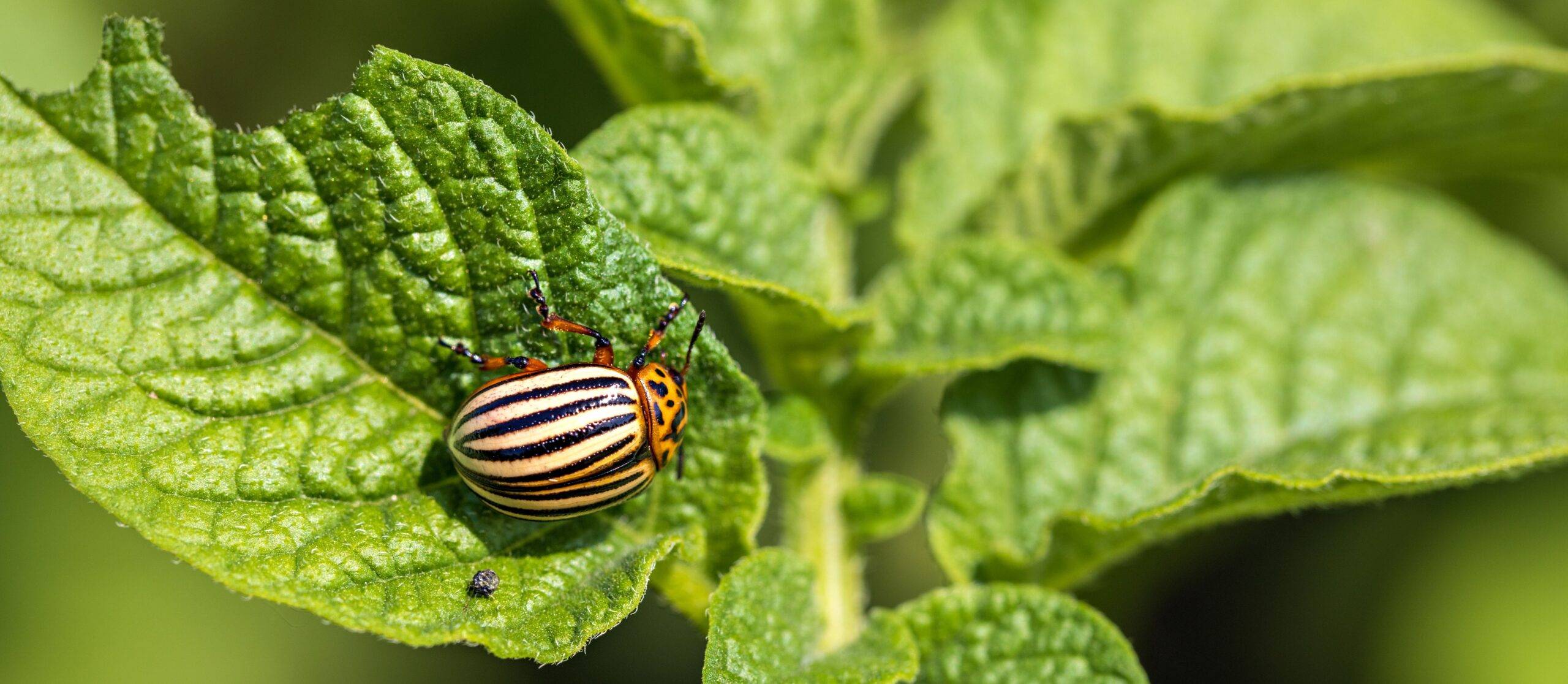 Ein Tier frisst ein Blatt ab