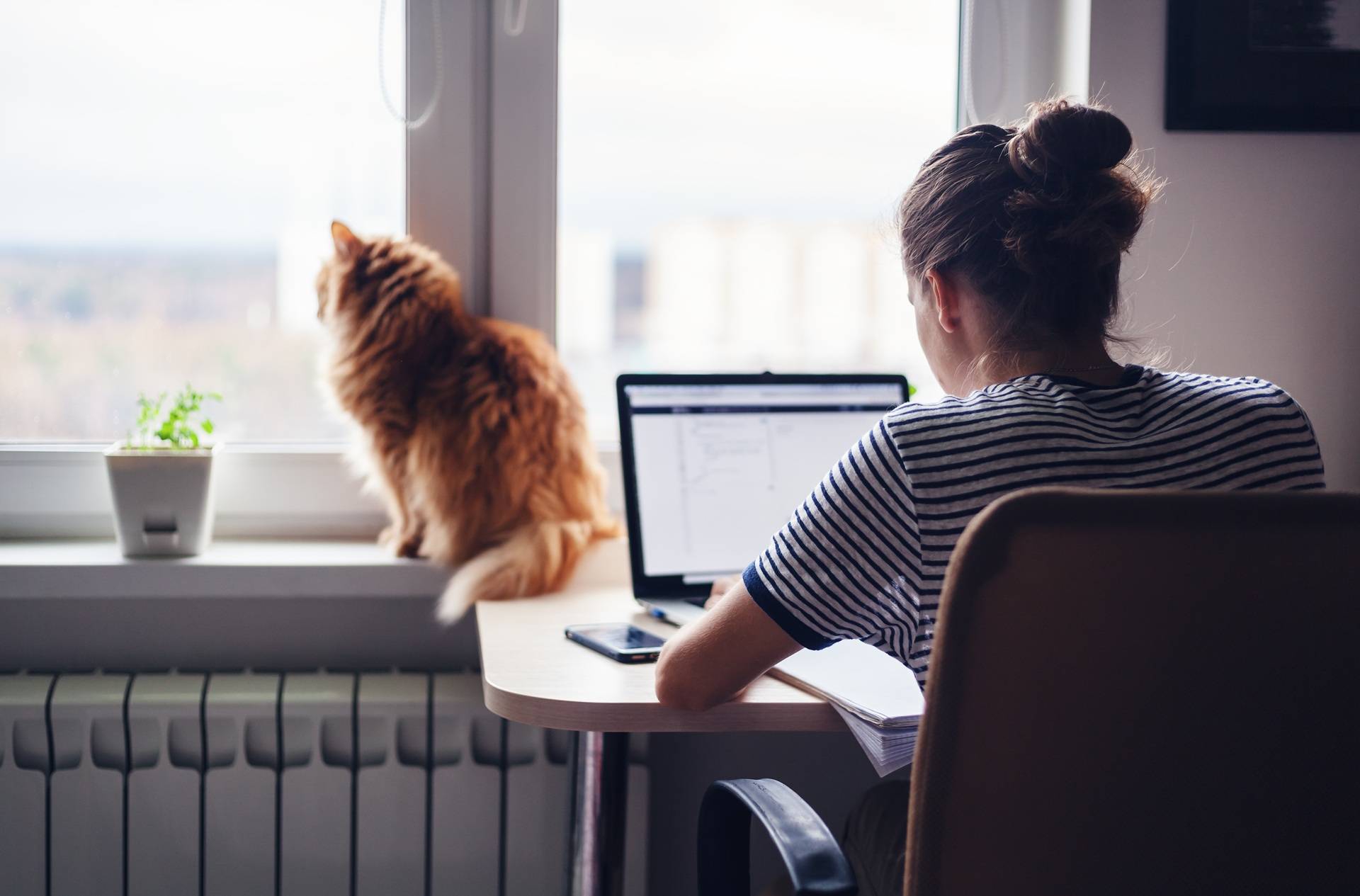 Homeoffice Arbeitsplatz mit Katze | Akustikpaneel Eiche